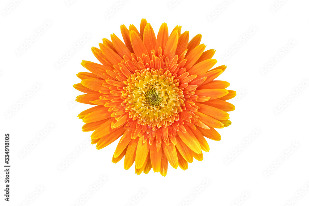 Orange daisy gerbera flowers blooming isolated on white background with clipping path Orange daisy gerbera flowers blooming isolated on white background with clipping path
