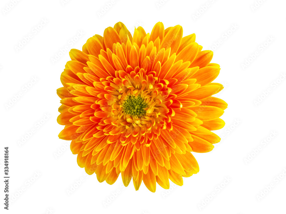 Orange daisy gerbera flowers blooming isolated on white background with clipping path Orange daisy gerbera flowers blooming isolated on white background with clipping path