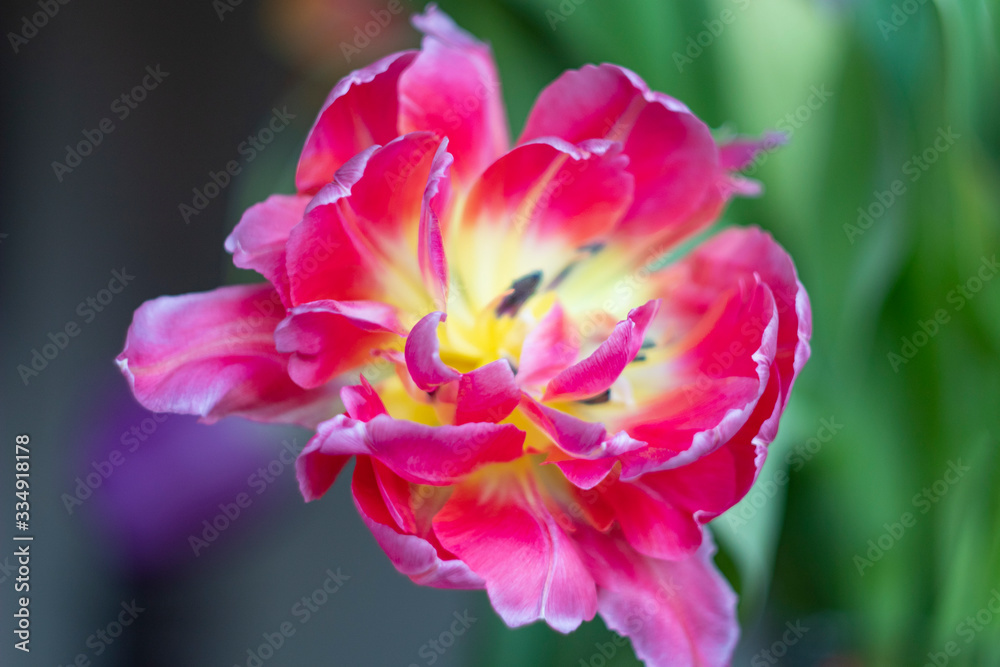 pink wide-open tulip flower, with focus on the edges of the petals pink wide-open tulip flower, with focus on the edges of the petals