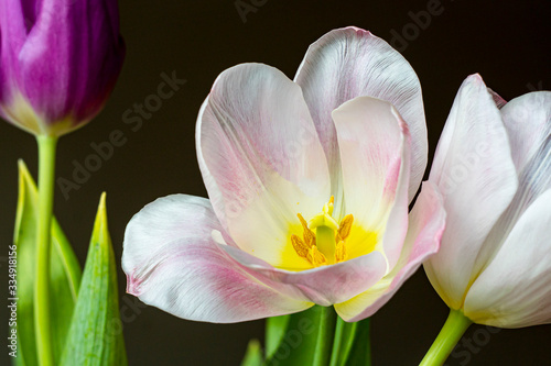 wide bloomed white tulip flower, with a dark background