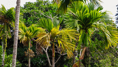 Beautiful palm trees in the park.