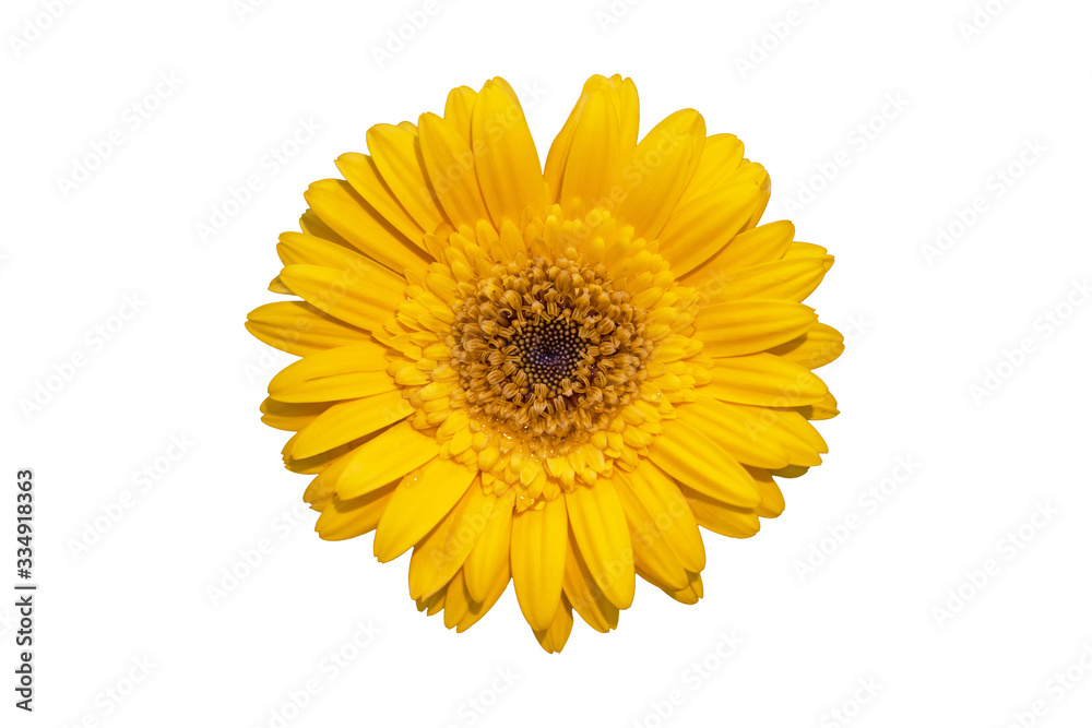 Daisy gerbera flowers are blooming isolated on white background with clipping path Daisy gerbera flowers are blooming isolated on white background with clipping path