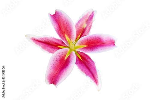 Pink Lilly flower is blooming isolated on white background with clipping path 