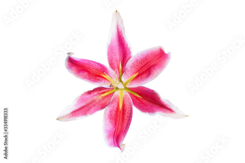 Pink Lilly flower is blooming isolated on white background with clipping path 