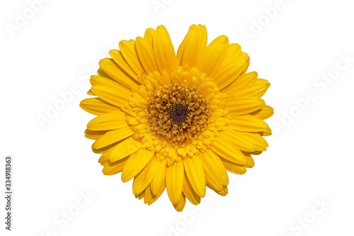 Daisy gerbera flowers are blooming isolated on white background with clipping path