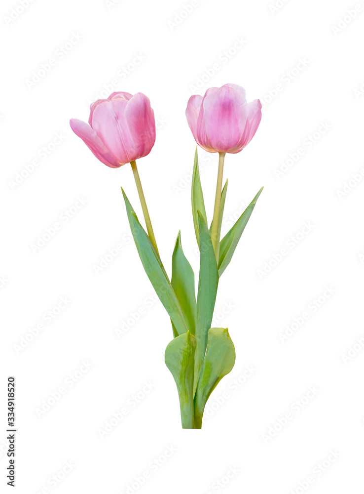 Tulip flowers are blooming isolated on white background with clipping path