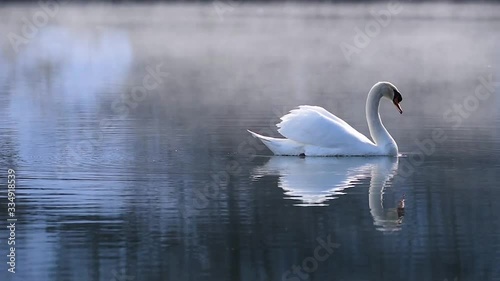 swan on the lake with morning fog