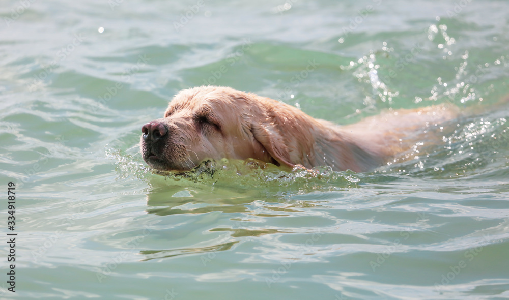 The dog swims on the surface of the water The dog swims on the surface of the water