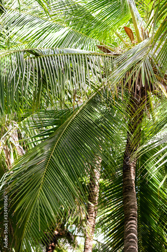 Palm trees grow in the park.