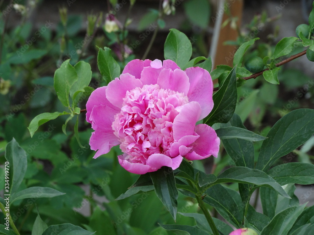 Fototapeta premium pink flower in the garden