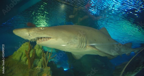 Shark swimming in an aquarium photo