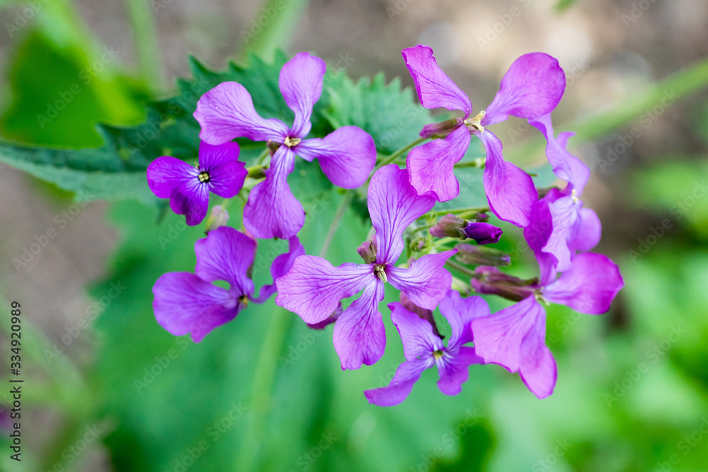 Closeup of Annual Honesty flowers (Lunaria annua) Closeup of Annual Honesty flowers (Lunaria annua)