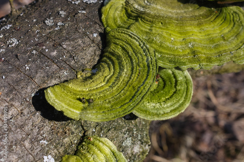 Hairy bracket of The trametes hirsuta mushroom with a greenish tinge. photo