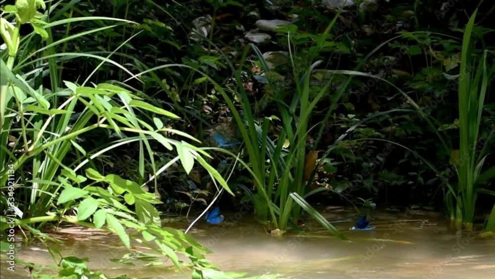 creek bed, dragonflies flying,natural environment creek bed, dragonflies flying,natural environment