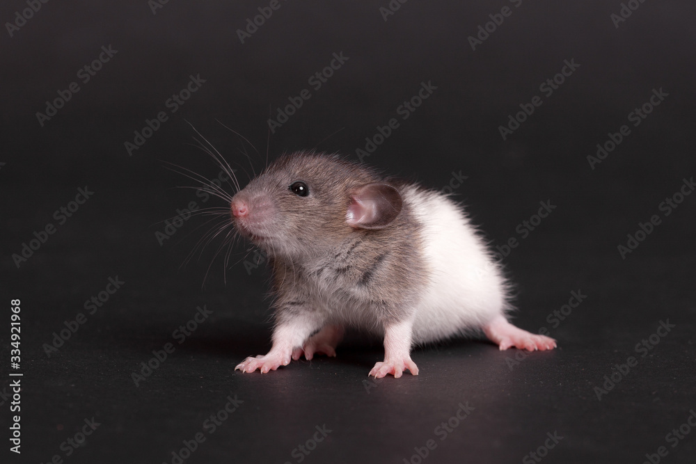domestic baby rat domestic baby rat