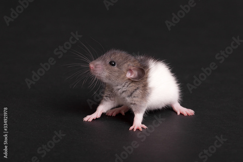 portrait of a domestic baby rat © Maslov Dmitry