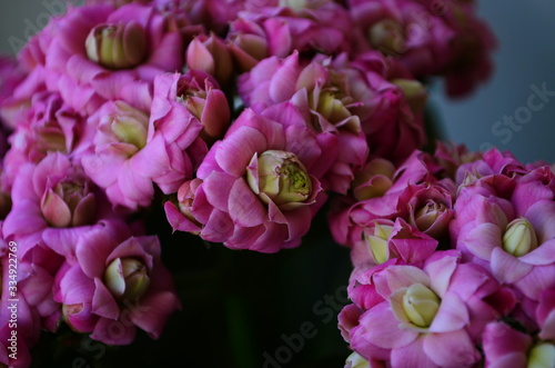 beautiful pink calanchoe blossom close up