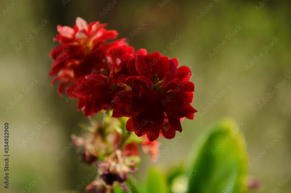 beautiful pink calanchoe blossom close up beautiful pink calanchoe blossom close up