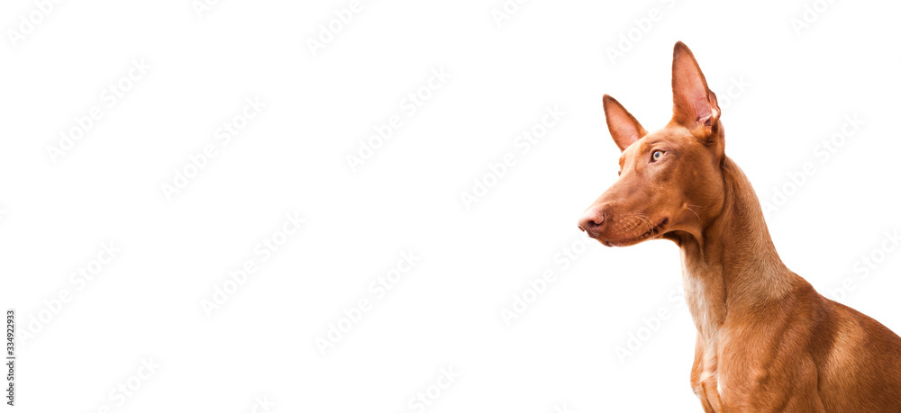 Close-up photo of a cute, funny Pharaoh hound on a white background. banner