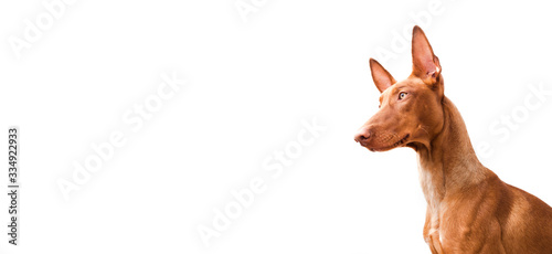 Obraz na płótnie Close-up photo of a cute, funny Pharaoh hound on a white background