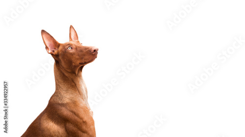 Close-up photo of a cute, funny Pharaoh hound on a white background. banner © sonia