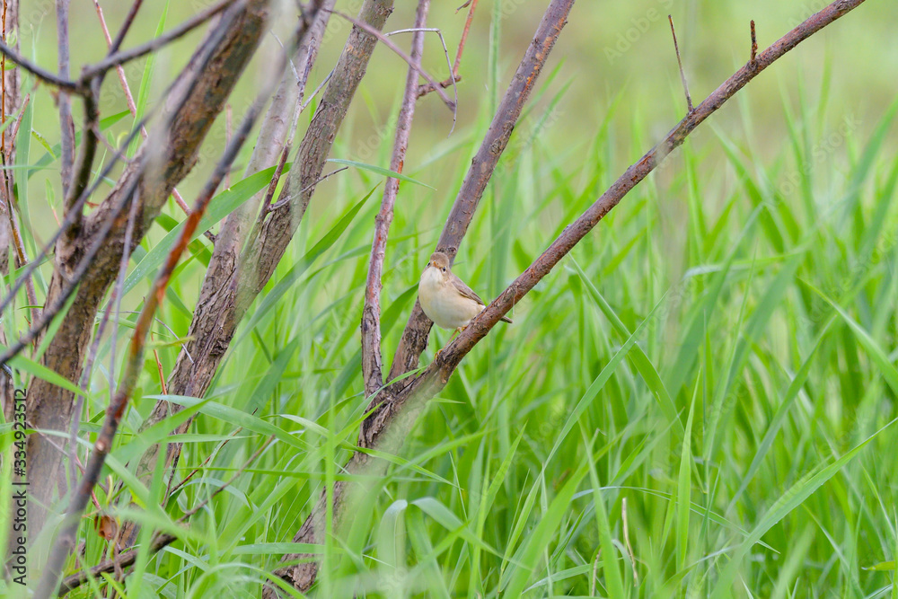 Warbler in a natural habitat. Wildlife Photography.