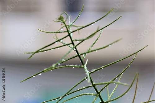 Gotas de rocio en un una planta de hojas verdes