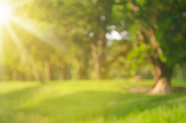 Blur nature green park with sun light abstract background.