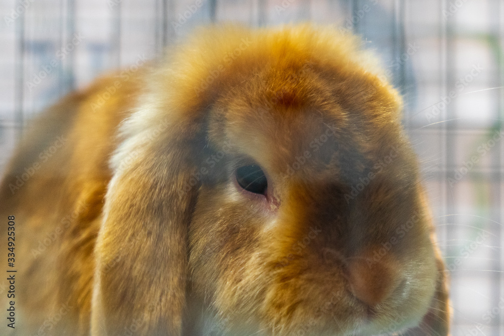 Rabbit in the cage. Rabbit farm. Rabbit in the cage. Rabbit farm.