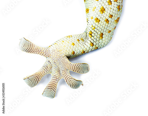 Close up Gecko leg, finger gecko isolated white background