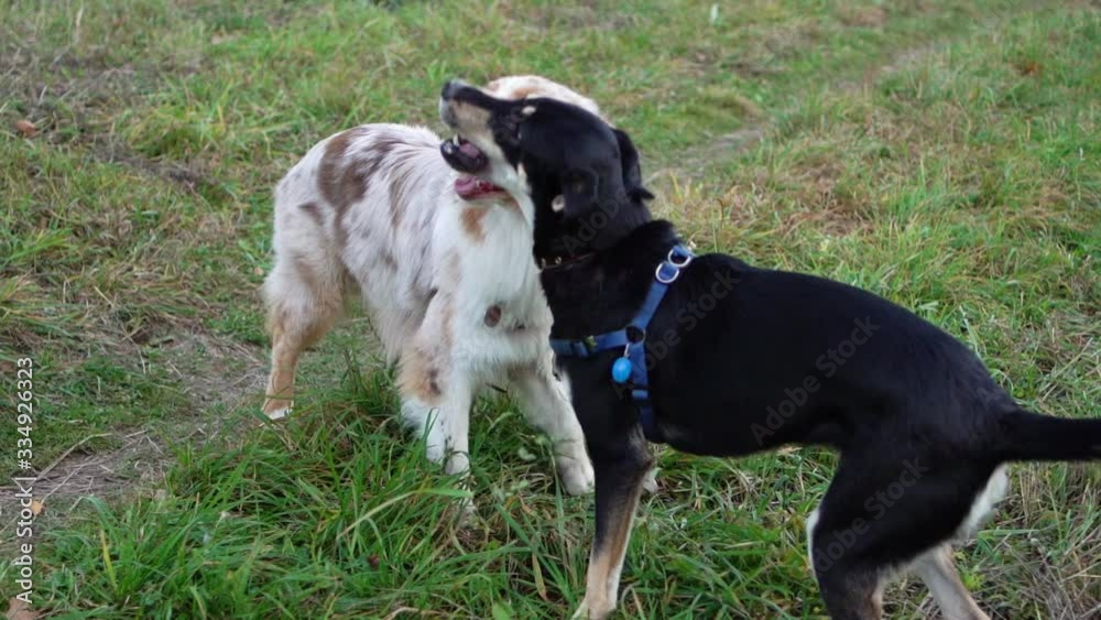 Funny dogs are playing together outdoors Funny dogs are playing together outdoors