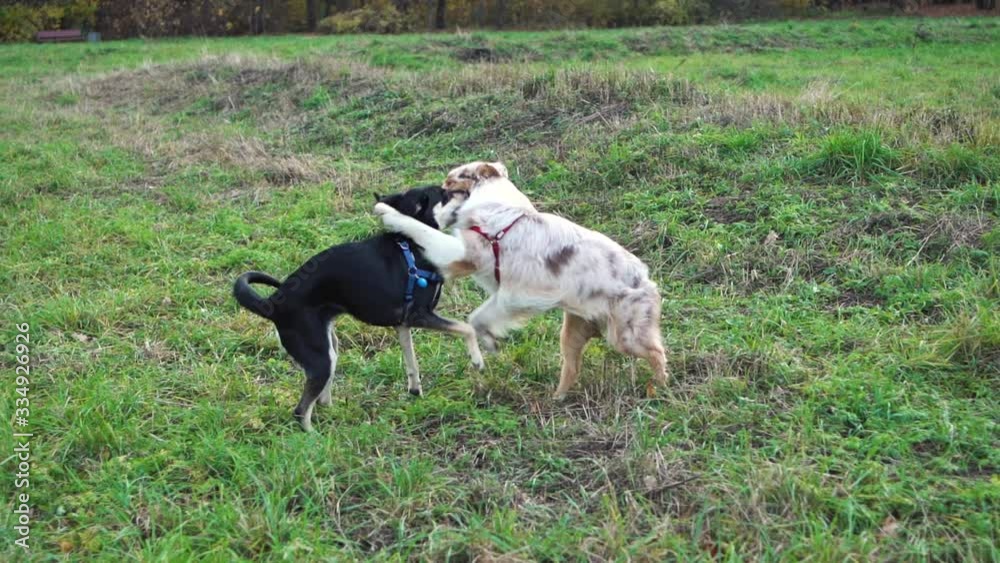 Funny dogs are playing together at the field Funny dogs are playing together at the field