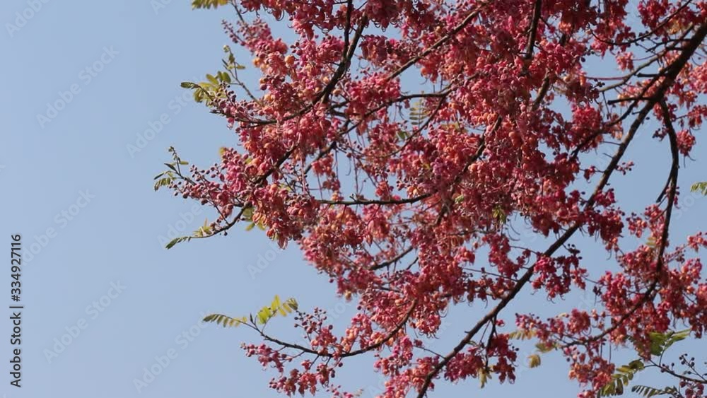Pink Shower or Cassia grandis tree on bright blue sky background with Asian openbill bird flying Pink Shower or Cassia grandis tree on bright blue sky background with Asian openbill bird flying