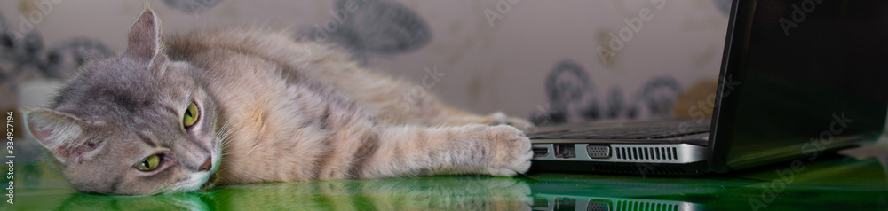 Fluffy grey and brown cat with green eyes on distance learning at home at a laptop, quarantine, isolation, work from home, learning from home, freelance Fluffy grey and brown cat with green eyes on distance learning at home at a laptop, quarantine, isolation, work from home, learning from home, freelance