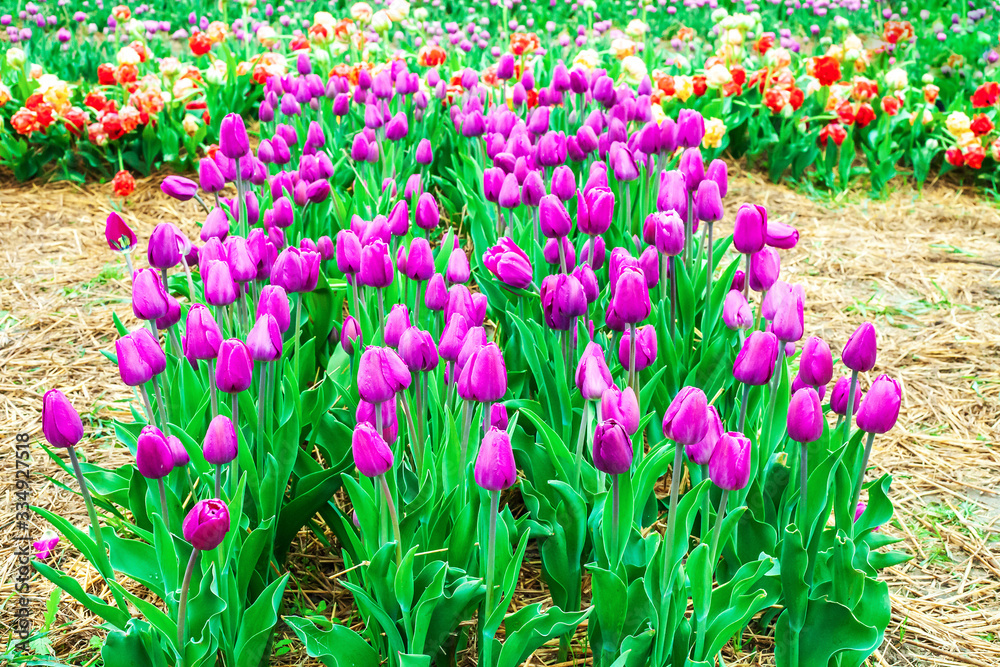 Green fields with lilac tulips flowers Green fields with lilac tulips flowers