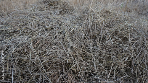 Dry straw in the fields