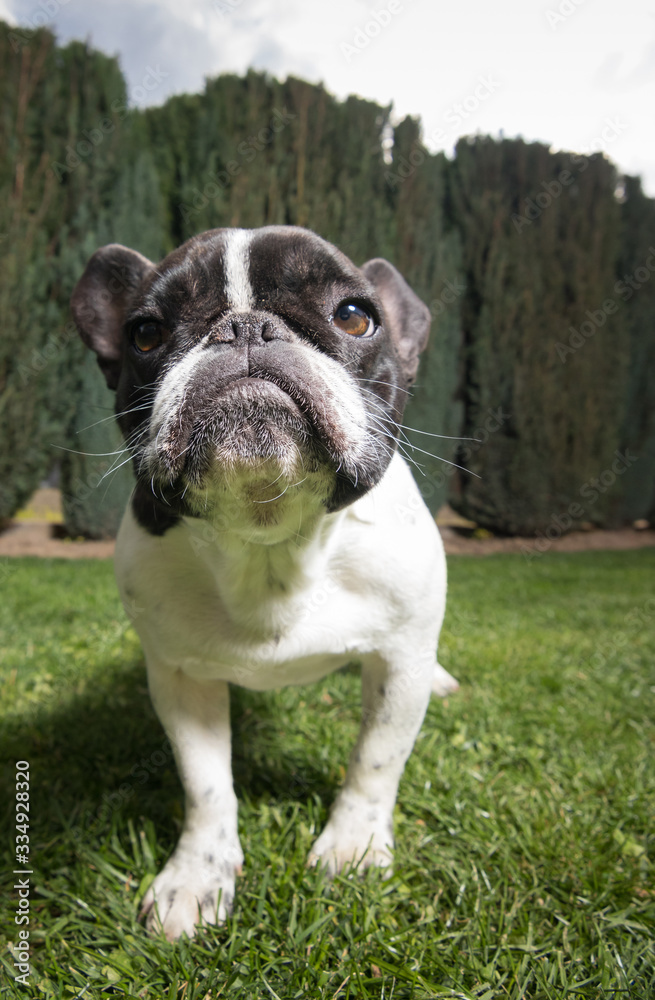 Portrait picture of a French Bulldog puppy who is standing in the yard on the grass.dng Portrait picture of a French Bulldog puppy who is standing in the yard on the grass.dng