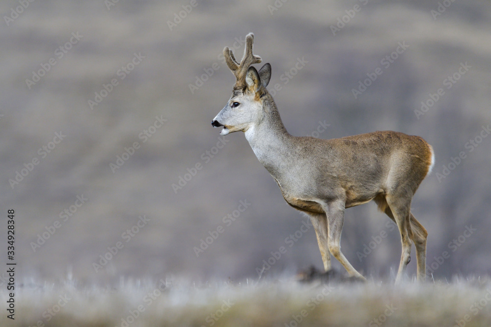 Fototapeta premium Wild roe deer in a field