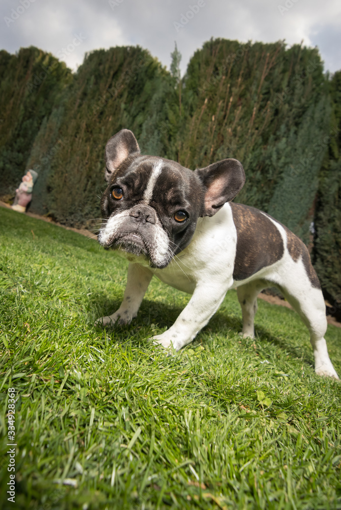 Portrait picture of a French Bulldog puppy who is standing in the yard on the grass.dng