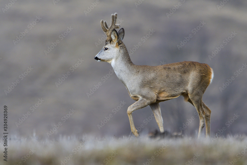 Fototapeta premium Wild roe deer in a field