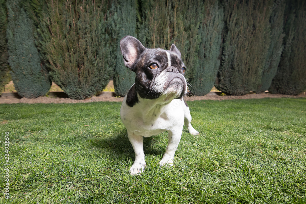Fototapeta premium Portrait picture of a French Bulldog puppy who is standing in the yard on the grass.dng