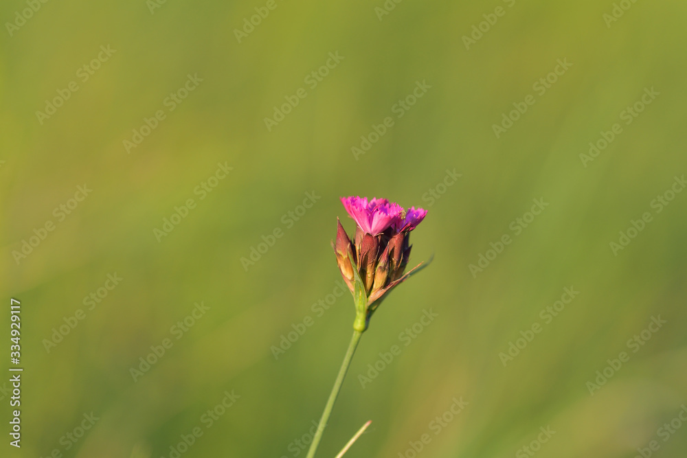 Pink carnation (Dianthus carthusianorum) flowers. Close up Pink carnation (Dianthus carthusianorum) flowers. Close up