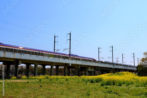 新幹線 高架橋 菜の花 春 風景 杤木