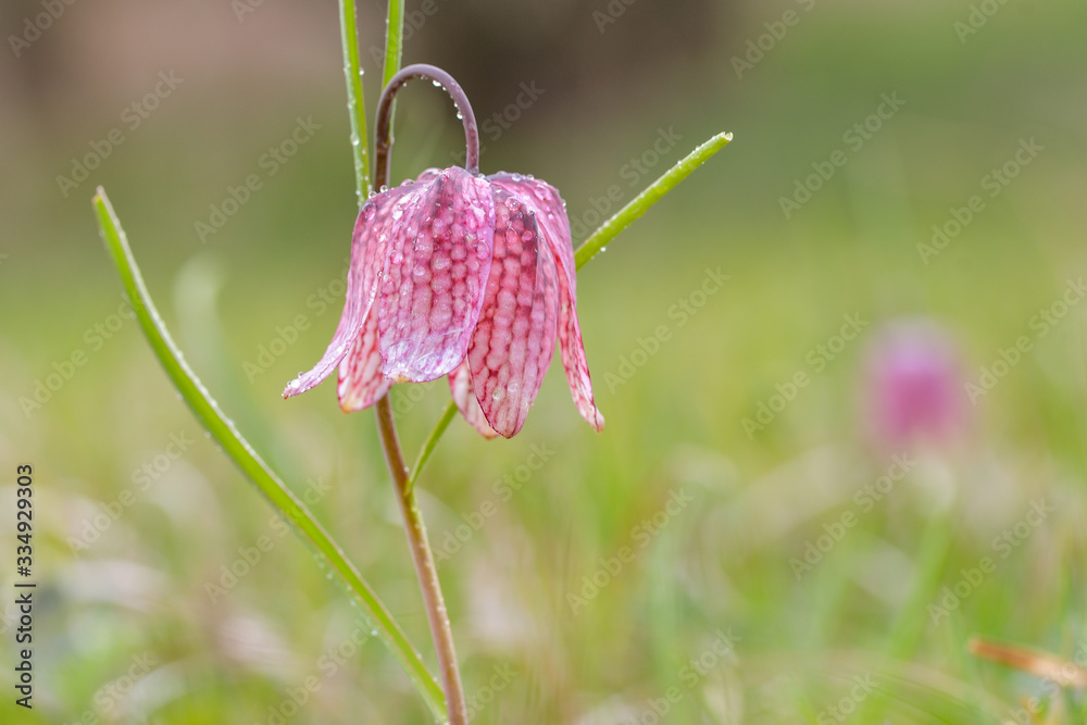 Endangered wild Chess Flower on a Meadow. Lovely Chequered Snakes Head Lily on a spring evening. Macro with shallow depth of field Endangered wild Chess Flower on a Meadow. Lovely Chequered Snakes Head Lily on a spring evening. Macro with shallow depth of field