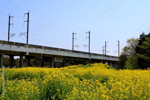 新幹線 高架橋 菜の花 春 風景 杤木