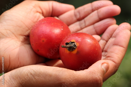 Tamarillo or tree tomato in hand