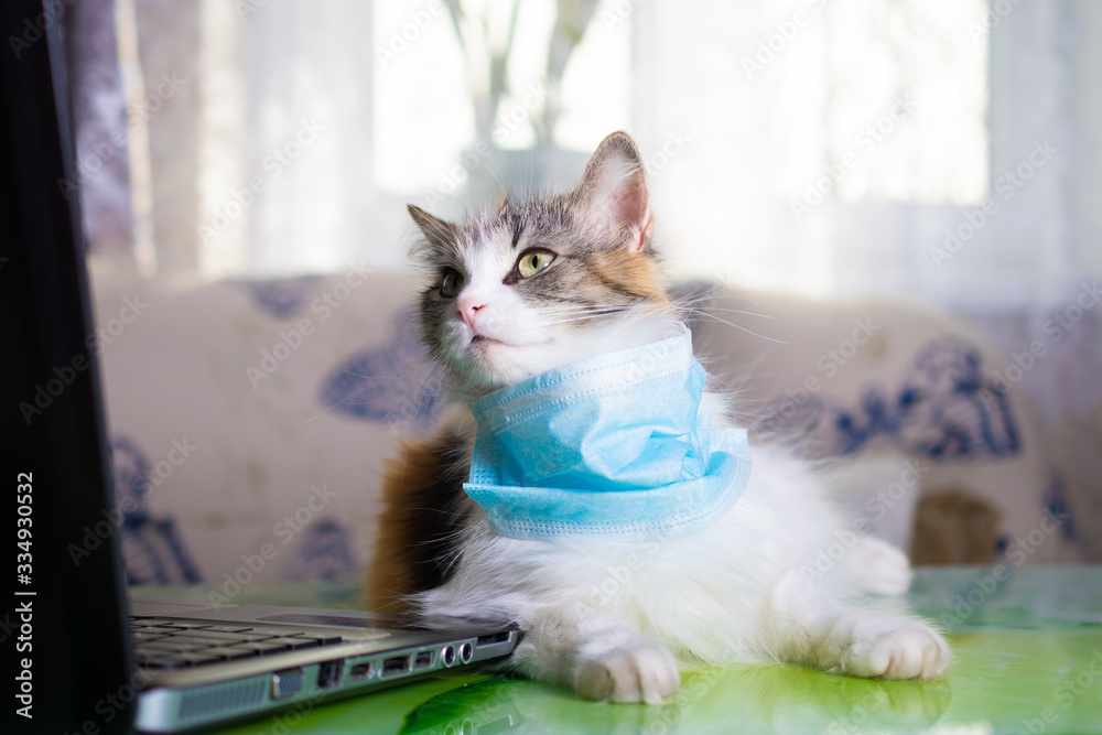Tricolor fluffy cat in a protective mask. The cat was protected from the virus by a mask and education and working online, makes shopping over the Internet 