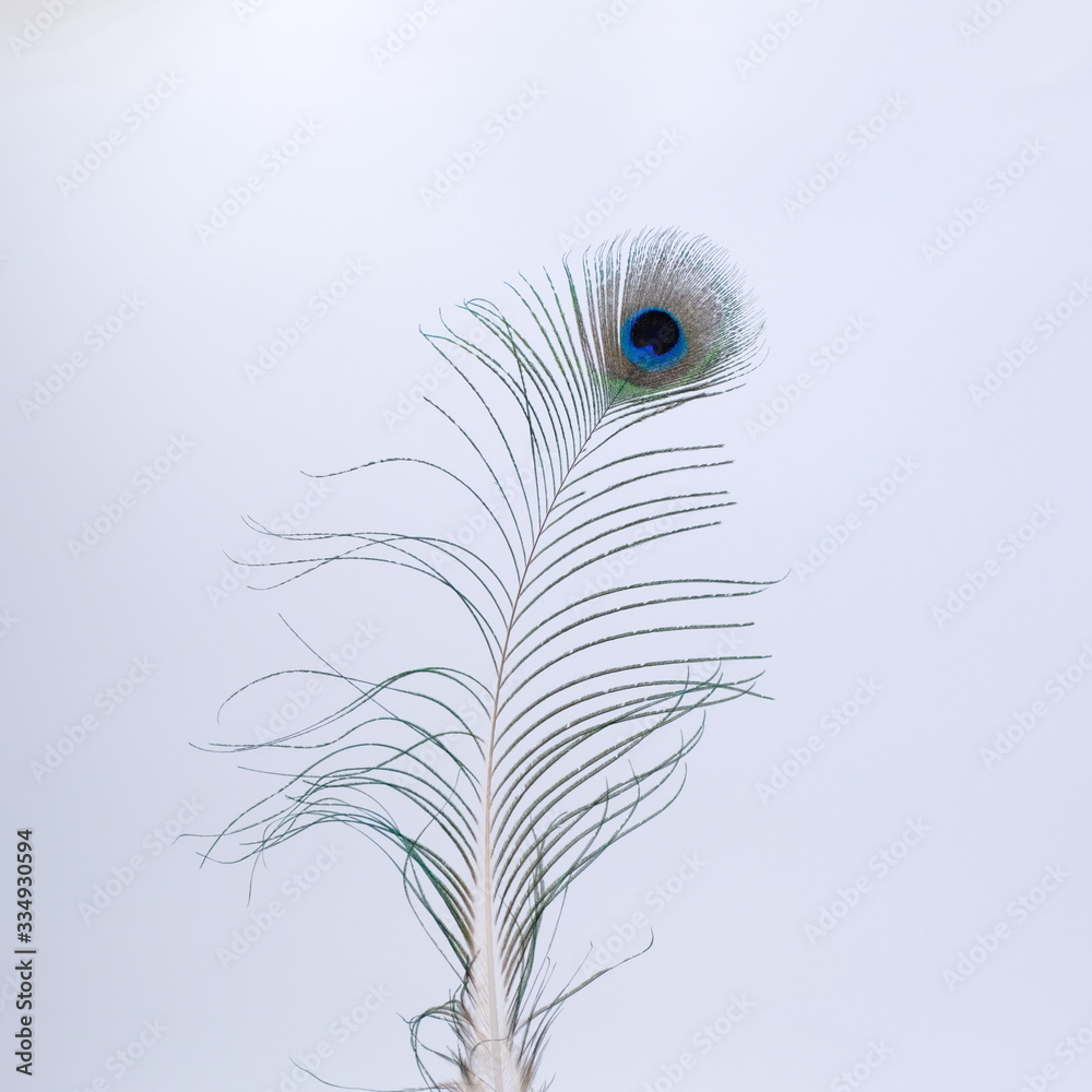 single white feather with background single white feather with background