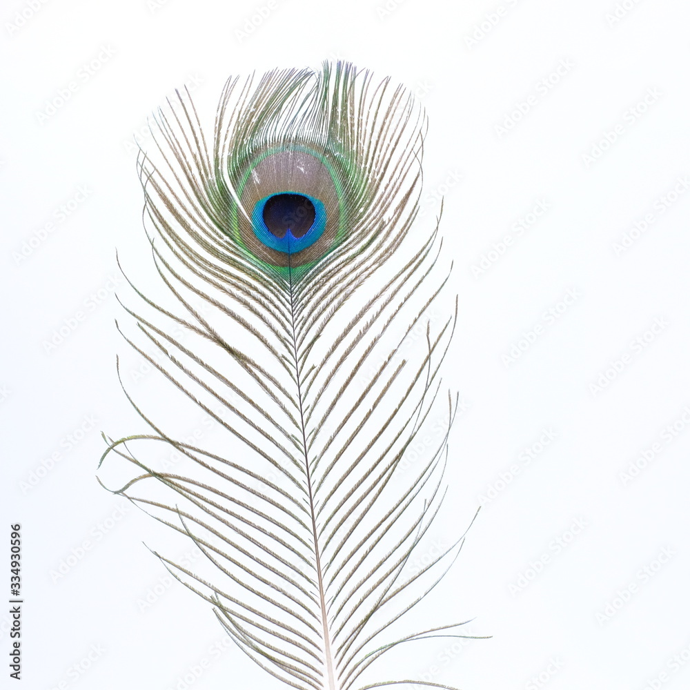 Obraz premium single white feather with background