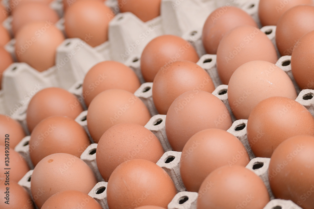 fresh organic egg in paper panel of consume industry fresh organic egg in paper panel of consume industry